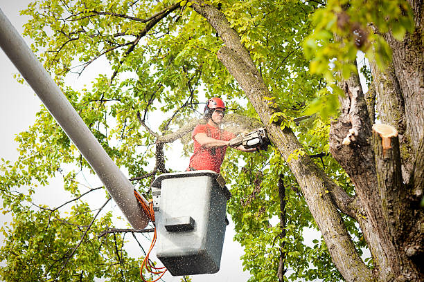 How Our Tree Care Process Works  in  Clayton, DE