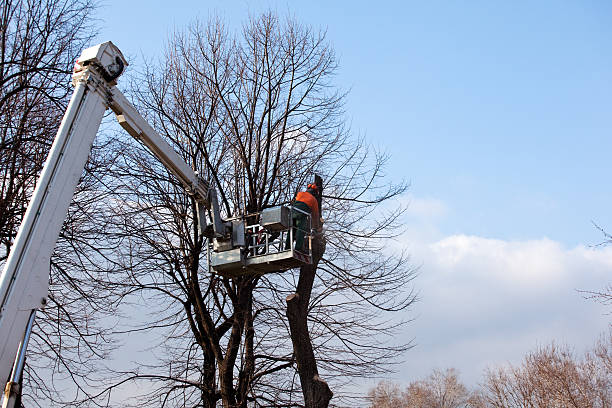  Clayton, DE Tree Care Pros